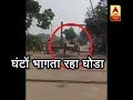 Horse goes berserk in UP's Moradabad, runs throughout the city