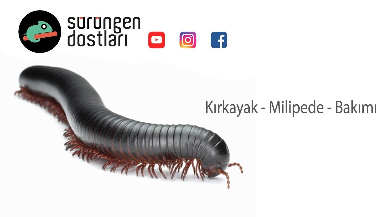 http://bukalemun.biz Kırkayak Bakımı - Millipede