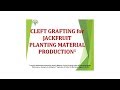 Cleft Grafting for Jackfruit Planting Material Production