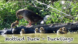 Mottled Duck  Ducklings