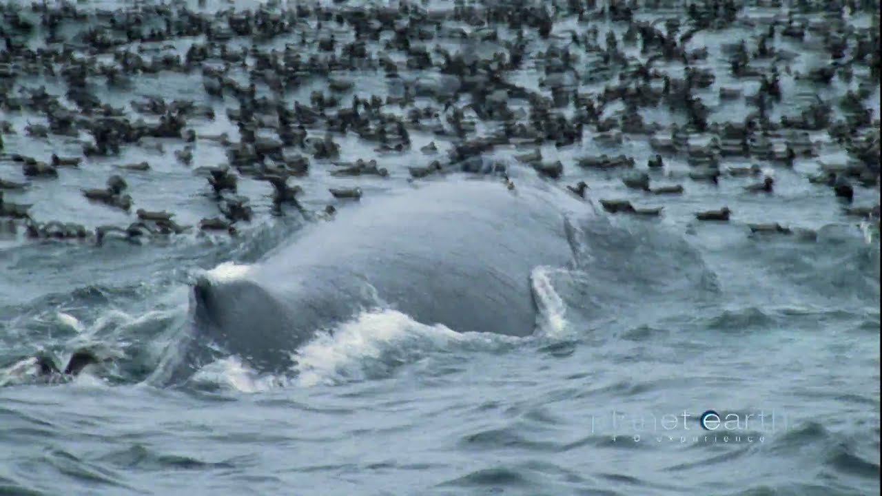 bbc-planet-earth-shallow-seas-4-d-experience-trailer-youtube