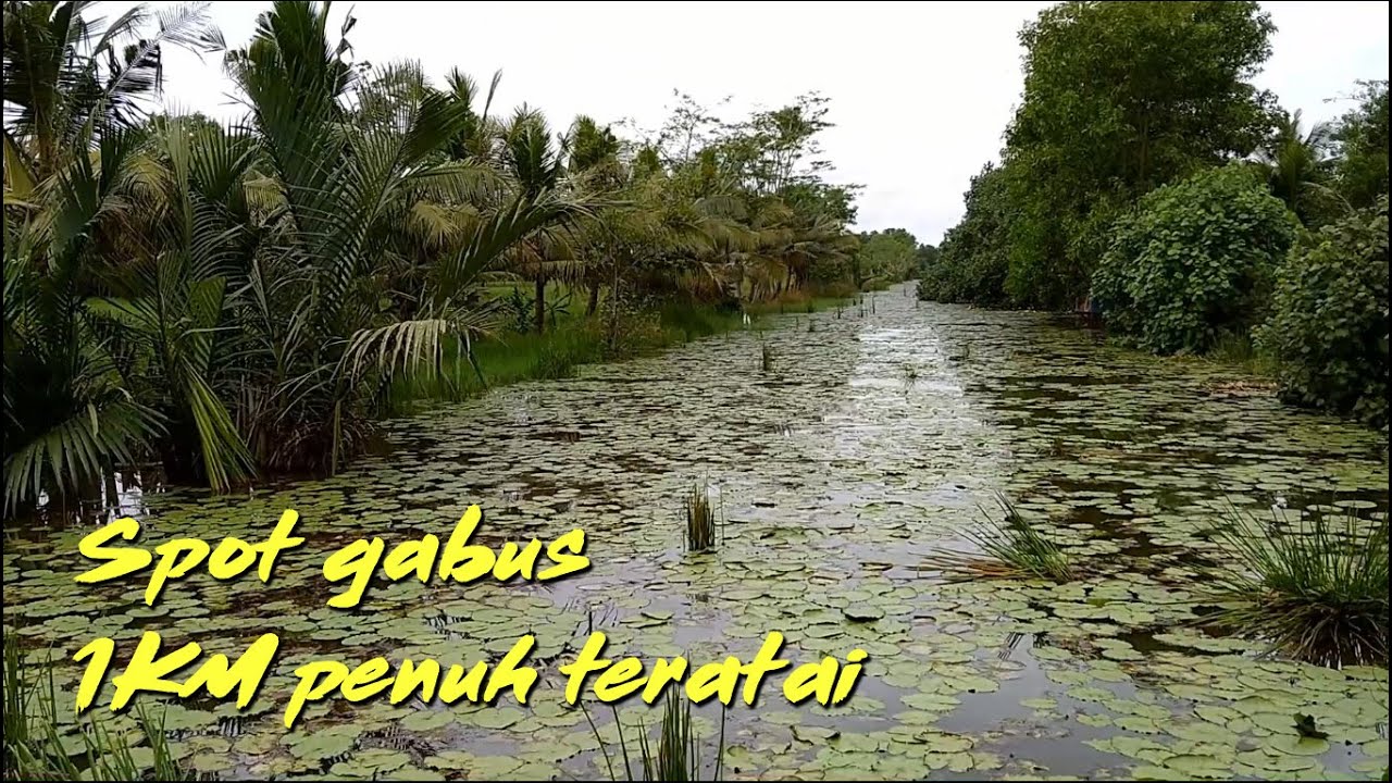 Mancing casting gabus di spot sungai penuh teratai