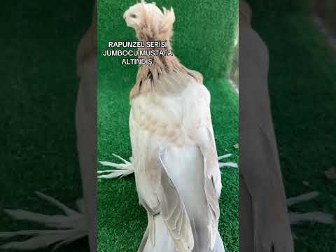 #güvercin #jumbo #bokhara #keşfet #pigeon #birds #rapunzel #hayvansevgisi #pets