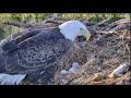 Rescue of Dade County Eagle - Rita &amp; Ron - Pierwsze karmienie R1 🐣- Wykluło się 2 pisklę R2 🐣 🥚🌹🌹🌹