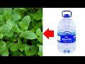 طريقة عبقرية لزراعة النعناع بقنينة بلاستيكية = Plant Mint with plastic bottles