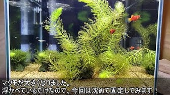マツモ植え方 Youtube