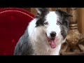 Messi, le Festival de Cannes vu à hauteur de chien - Epiode 1