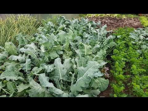 Video: Růžičková Kapusta: Pěstování Sazenic, Péče, Hnojení A Krmení