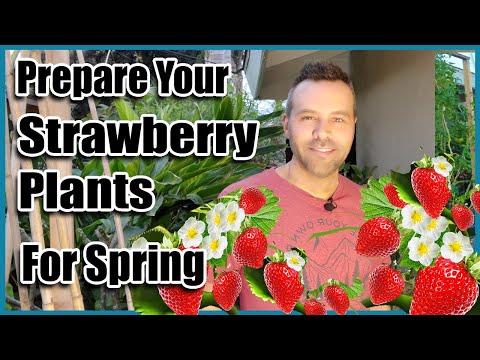 वीडियो: पतझड़ और वसंत में स्ट्रॉबेरी कैसे लगाएं