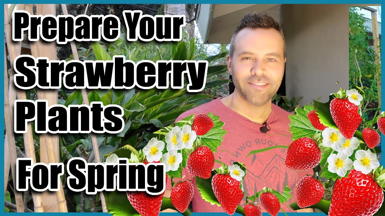 Prepare Your Strawberries for Spring NOW. All Climates!