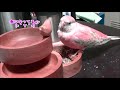 アキクサインコのモモちゃん　大好きな箱　Bourke's parrot (Momo-chan)