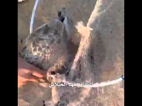 فيديو طرح الفرخ الشامي الكويت 2014 10 4 الطاروح فهد الحبلاني