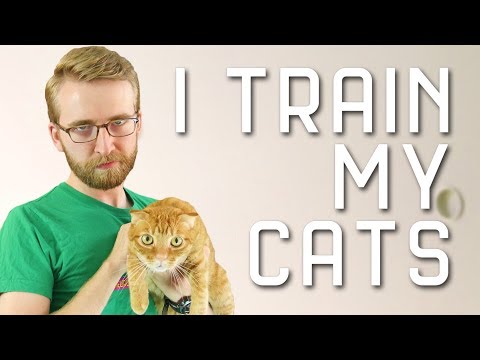 Video: About Psychological Boundaries. We Train On Cats
