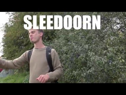 Video: Sleedoorn