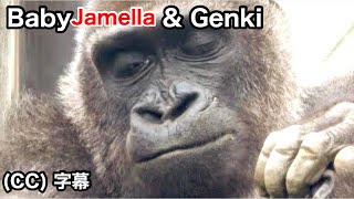 Mom Genki would have been a surrogate mother for baby Jamella in no time. Gorilla｜Momotaro family
