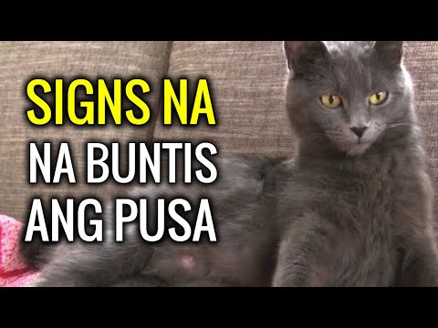 Video: Paano Nagbabago Ang Mga Pusa Habang Nagbubuntis