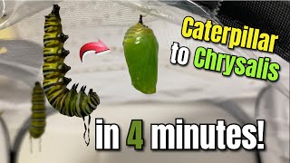 Monarch Chrysalis Formation in 4 Minutes - BEAUTIFUL Time Lapse!