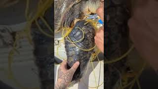 #rescueanimals Heroes Without cape _ Boaters Rescue Sea Turtle Tangled in Nettin