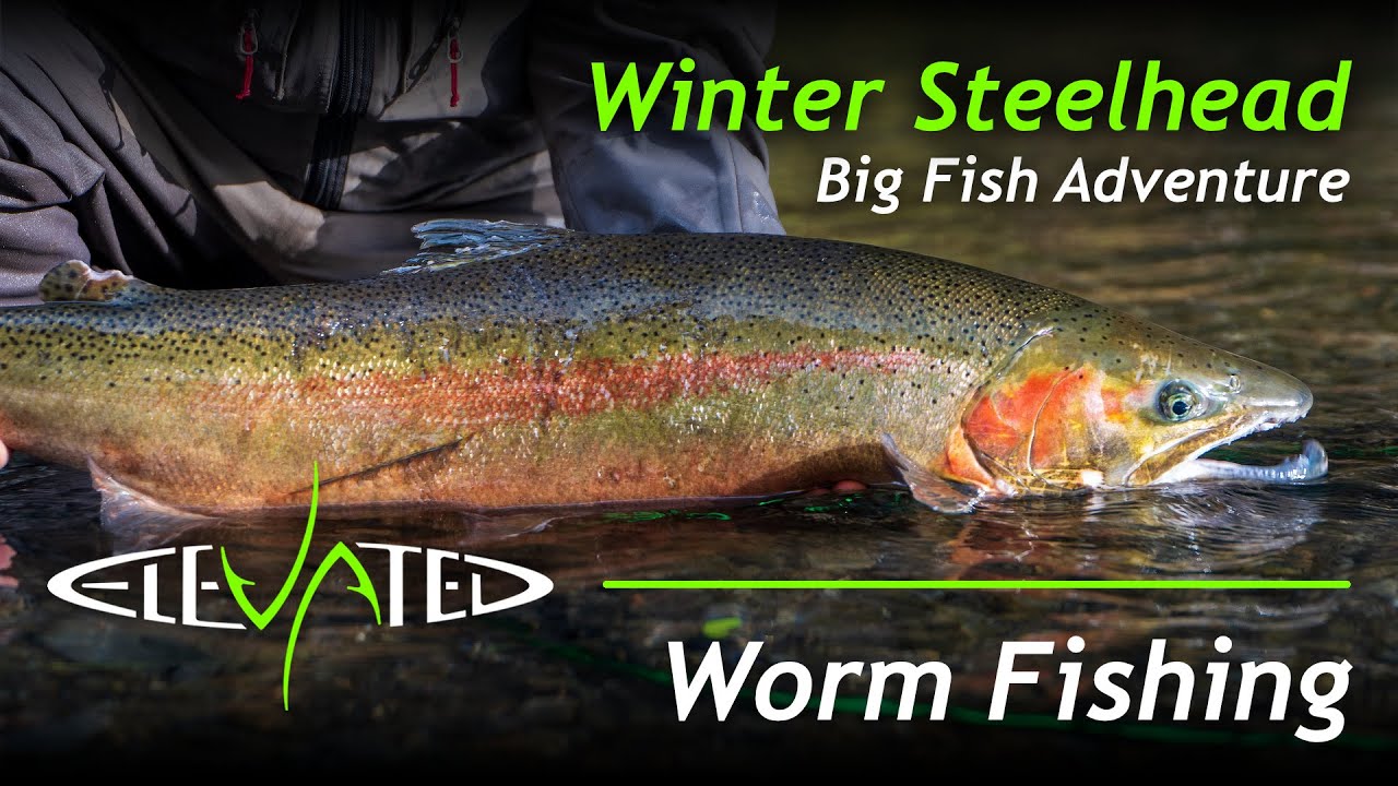 Winter Steelhead Worm Fishing, Massive Steelhead