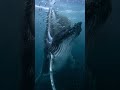 🐋 The Gentle Giant of the Ocean 🌊Wait till the end. #ocean #whale #humpbackwhale #wildlife