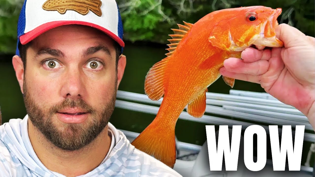 Did Ya'll See This BASS?!?!?