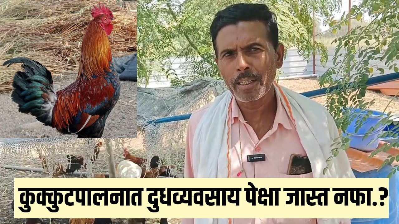गावरान कुक्कुटपालन | दुग्धव्यवसाय पेक्षा जास्त उत्पन्न 😱| Gavran kombdi palan | desi murgi palan