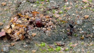 Who gets to keep their house? #ants #nature #macro by Nature - Life Captured 12 views 4 months ago 2 minutes, 26 seconds