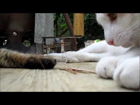 cat eats praying mantis