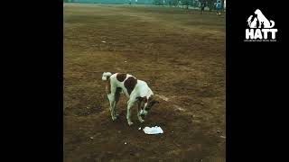 So Many Dogs… So Much Hunger 💔🐶#animalngo #animalcare #doglove #hopeforanimals