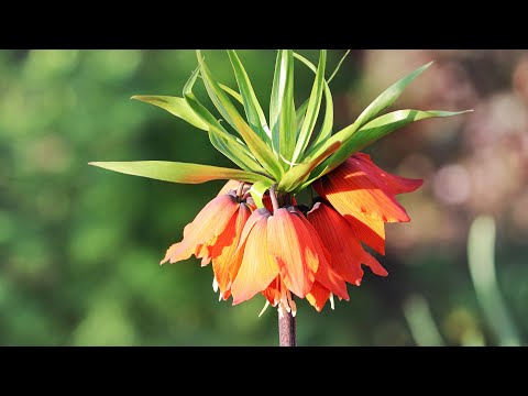 Video: Flor de urogallo avellana imperial: foto, plantación y cuidado