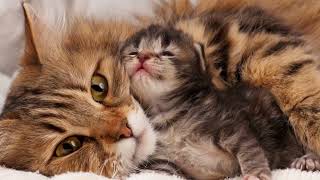 اسباب نزيف القطة الام بعد الولادة / Causes of bleeding in a mother cat after giving birth