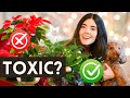 5 Christmas Holiday Plants You Should Never Give Dog or Cat Owners (and 5 pet-friendly alternatives)