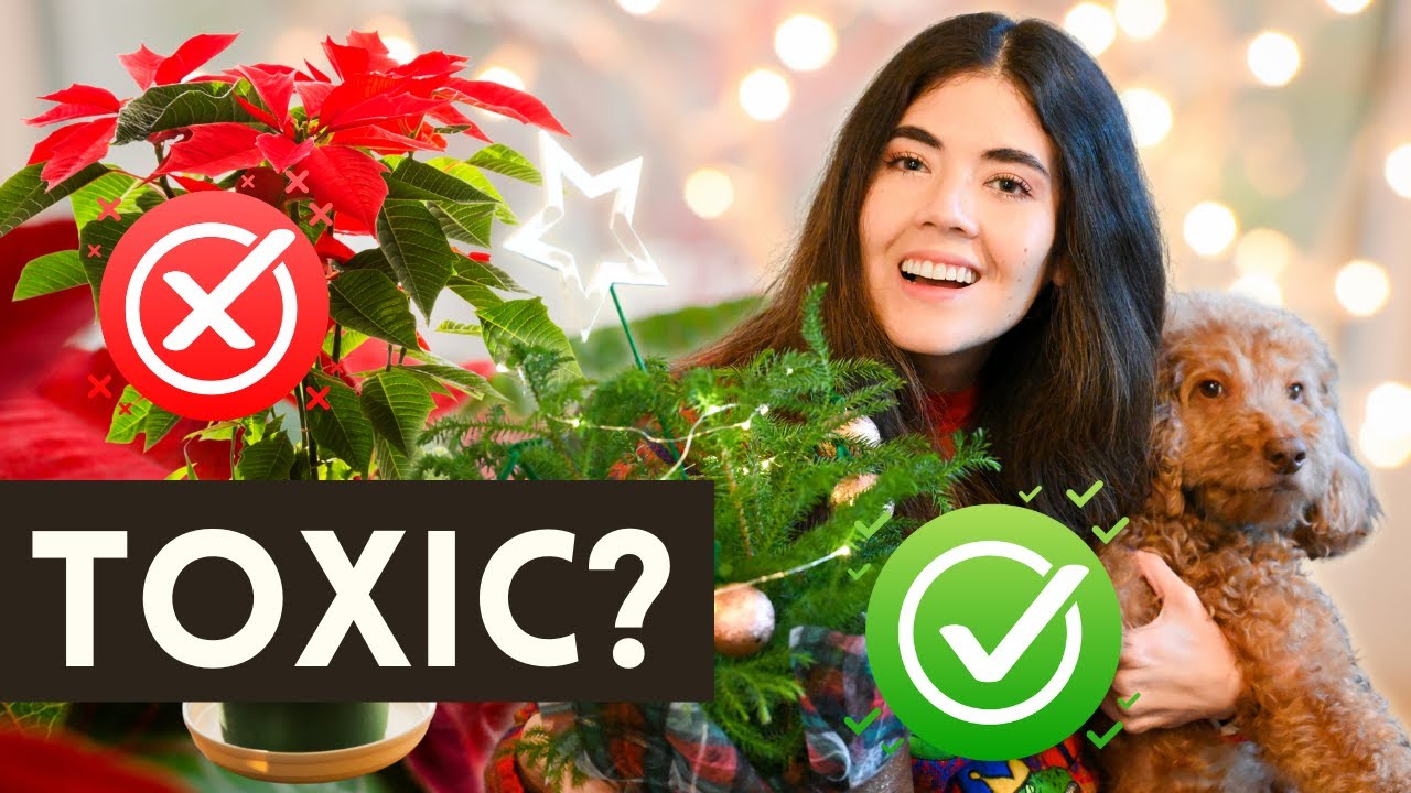 5 Christmas Holiday Plants You Should Never Give Dog Or Cat Owners (And 5 Pet-Friendly Alternatives)
