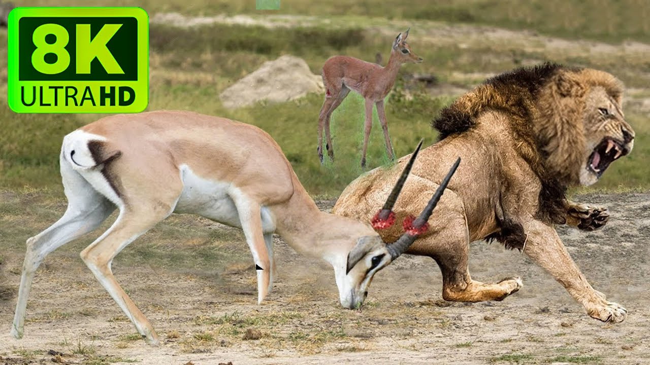 4K(ULTRA)HD Wildlife - Discover Botswana Wild Nature - Scenic Wildlife Film With African Music