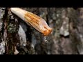 Carving a Spile and Tapping a Maple Tree