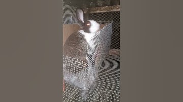 Mama Rabbit preparing her nesting box for delivery #rabbit #bunny #rabbitfarming