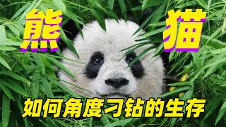 【大熊猫】吃肉的身子怎么就开始吃竹子了呢?顶流的生存哲学|Giant Panda—A strange strategy of survive