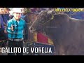 ¡AQUÍ NACIÓ GALLITO DE MORELIA! RANCHO LA MISION EN URIANGATO GUANAJUATO SEPTIEMBRE 2018