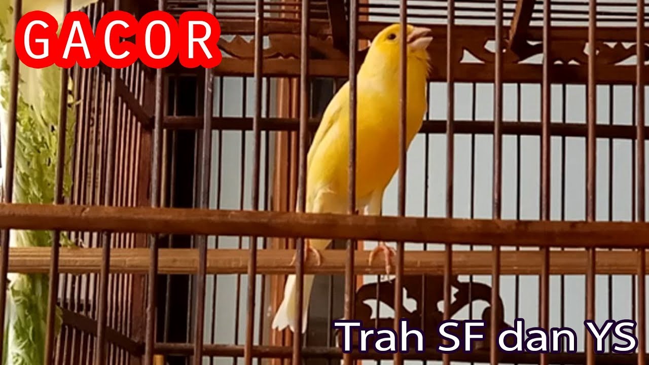 Kicau Kenari Trah F1 YS dan F1 SF YouTube Kicau Kenari Trah F1 YS dan F1 SF YouTube
