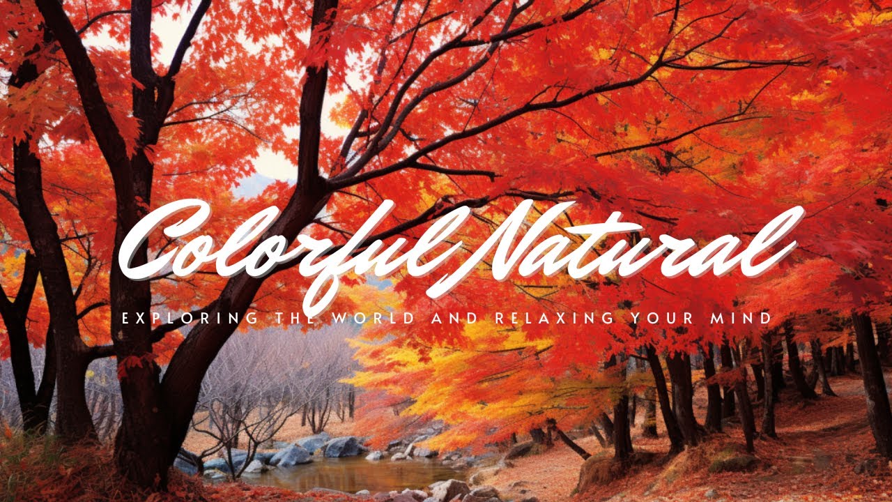 🍁🎶 Harmony of Maple Leaves: Relaxing Music Under the Canopy of Maples