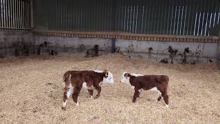 Look at these cute calves jumping for joy on a fresh bed of straw!