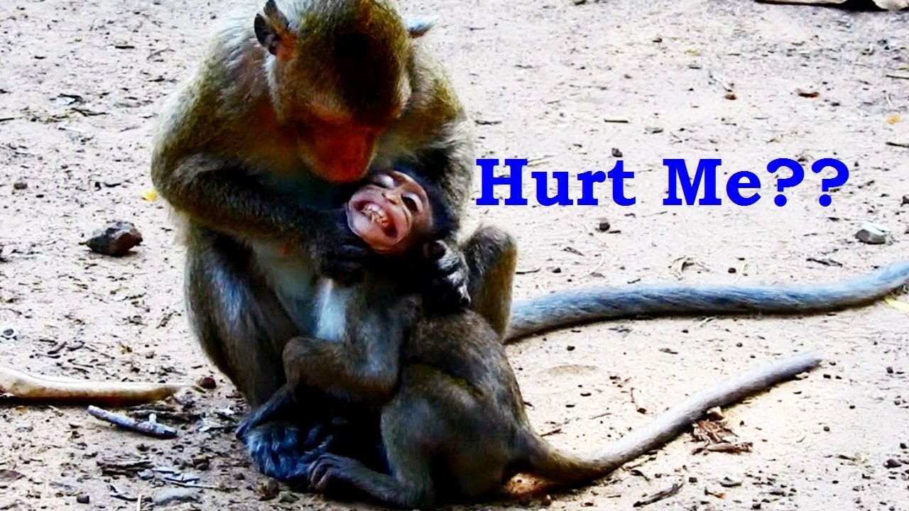 doing business colombia Screaming Loudly Poor Babies What Mummy Monkey April Doing On Beloved baby