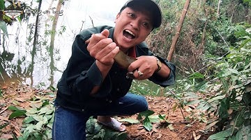 CÂU CÁ KÝ SỰ #15 CÂU CHẠCH LẤU VÀ CÁ DIẾC SIÊU TO KHỔNG LỒ Ở THỦY ĐIỆN | NHỊP SỐNG MIỀN TRUNG