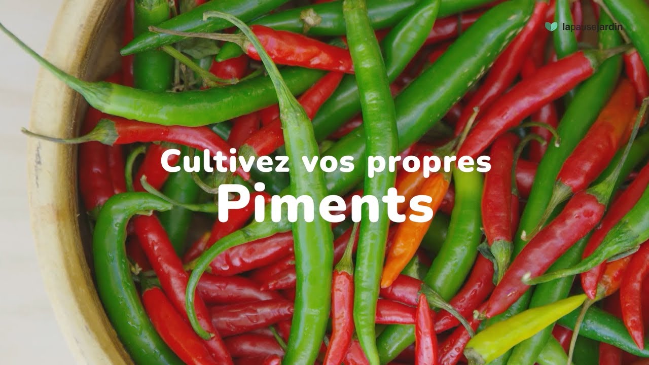 Planter Les Piments : Conseils Pratiques | La Pause Jardin