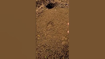 Coyote almost made the fatal step! #trapping #coyotes #shorts