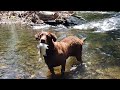 Dog catches fish where human can&#39;t