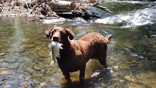 Dog catches fish where human can&#39;t