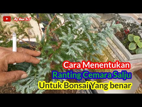 Video: Spruce Bonsai: Formasi Bonsai Cemara Biru Dan Umum. Bagaimana Cara Membuat Bonsai Dari Pohon Cemara Kanada Glayka Konik? Bagaimana Cara Menanam Bonsai Di Pot Atau Kebun?