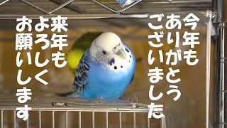 【セキセイインコ大晦日耐久ASMR】今年もお世話になりました。鳴き声 さえずり 総勢15羽 おしゃべり 健やかな眠りへの導入に 瞑想用 作業用 【 睡眠 勉強 癒しリラックス インコ教】