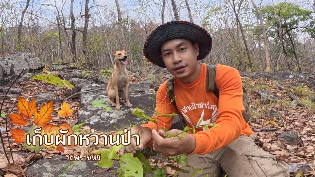 เก็บผักหวานปลา จนกลายเป็นผู้ประสบภัย ฝนตก ￼